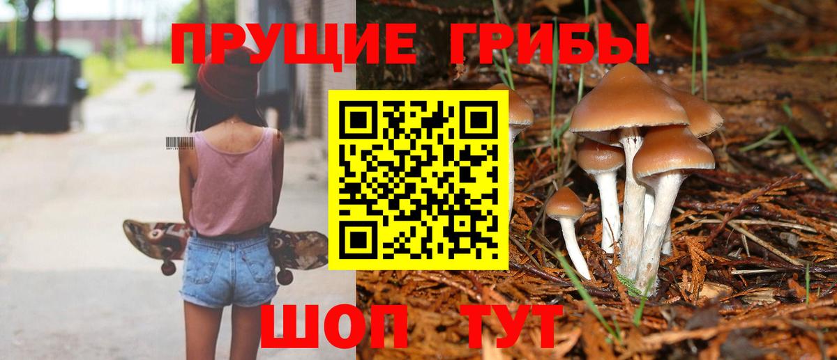 Псилоцибиновые грибы Psilocybine cubensis Тимашёвск